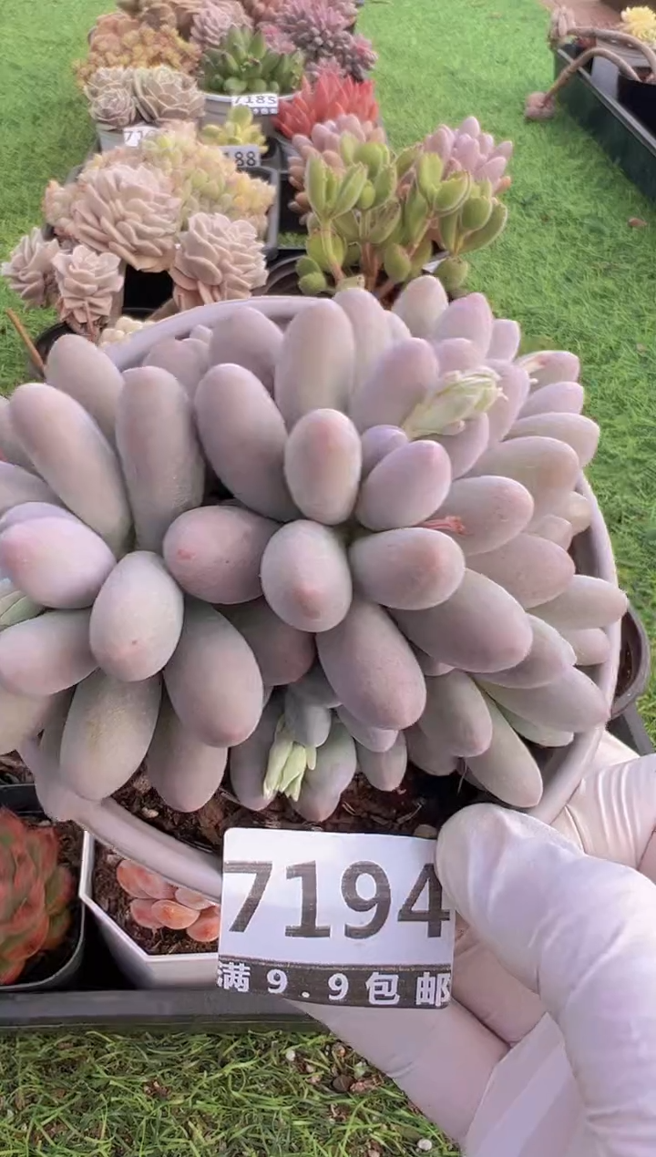 【闪购商品】信福多肉一物一拍