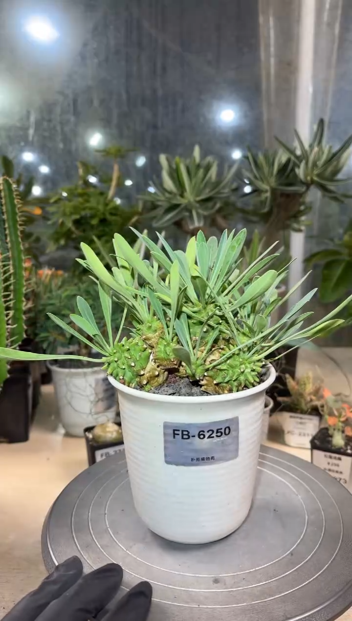 安昙野铁甲FB-6250