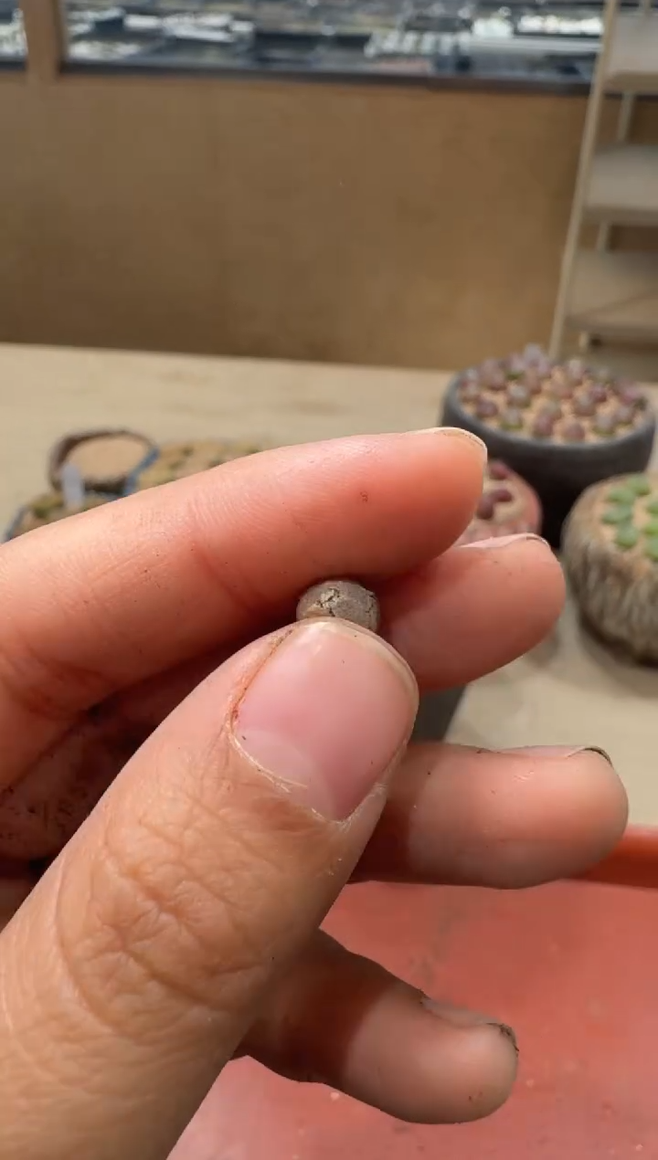 18-53多肉植物肉锥