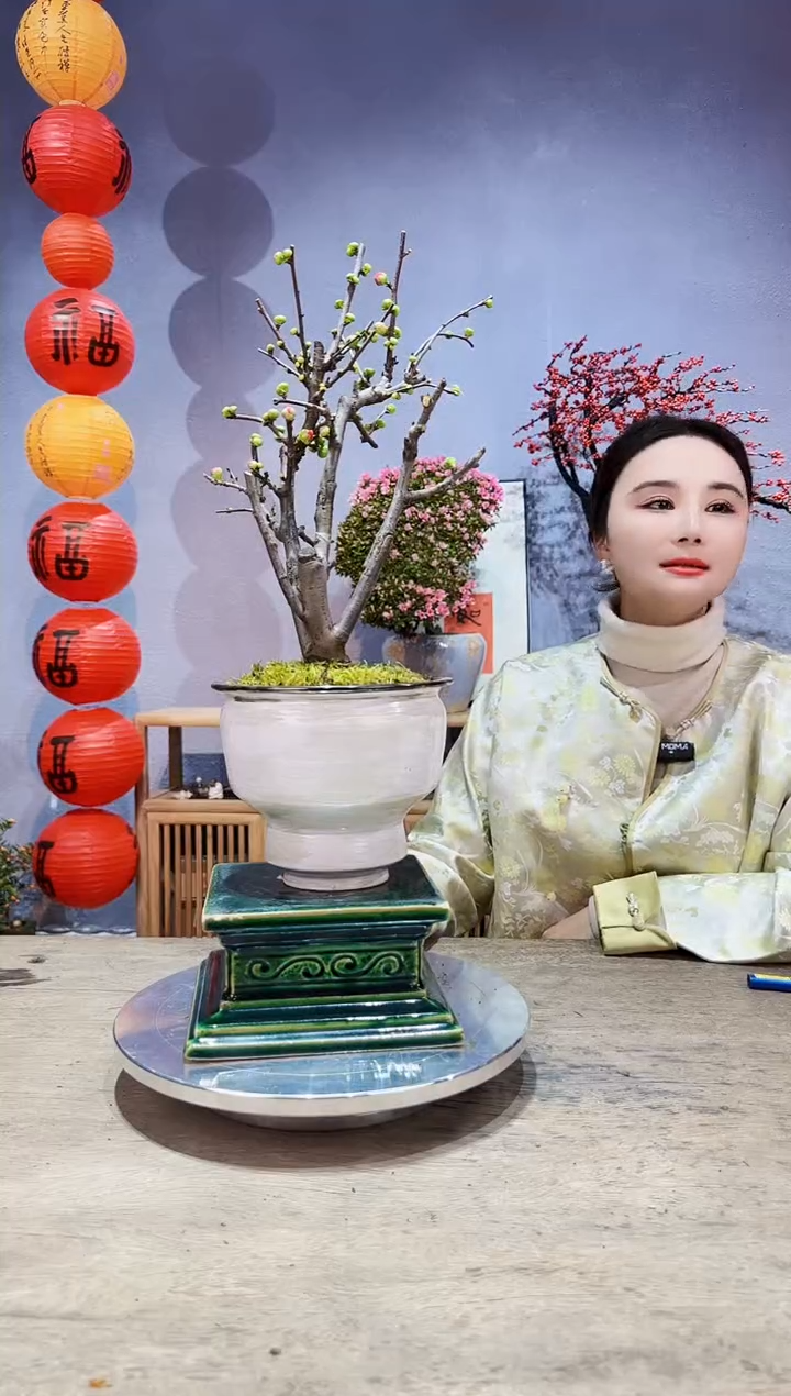 【闪购商品】盆景海棠 长寿冠