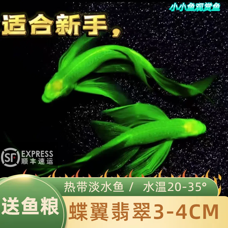 【顺丰发货】蝶翼翡翠斑马淡水鱼