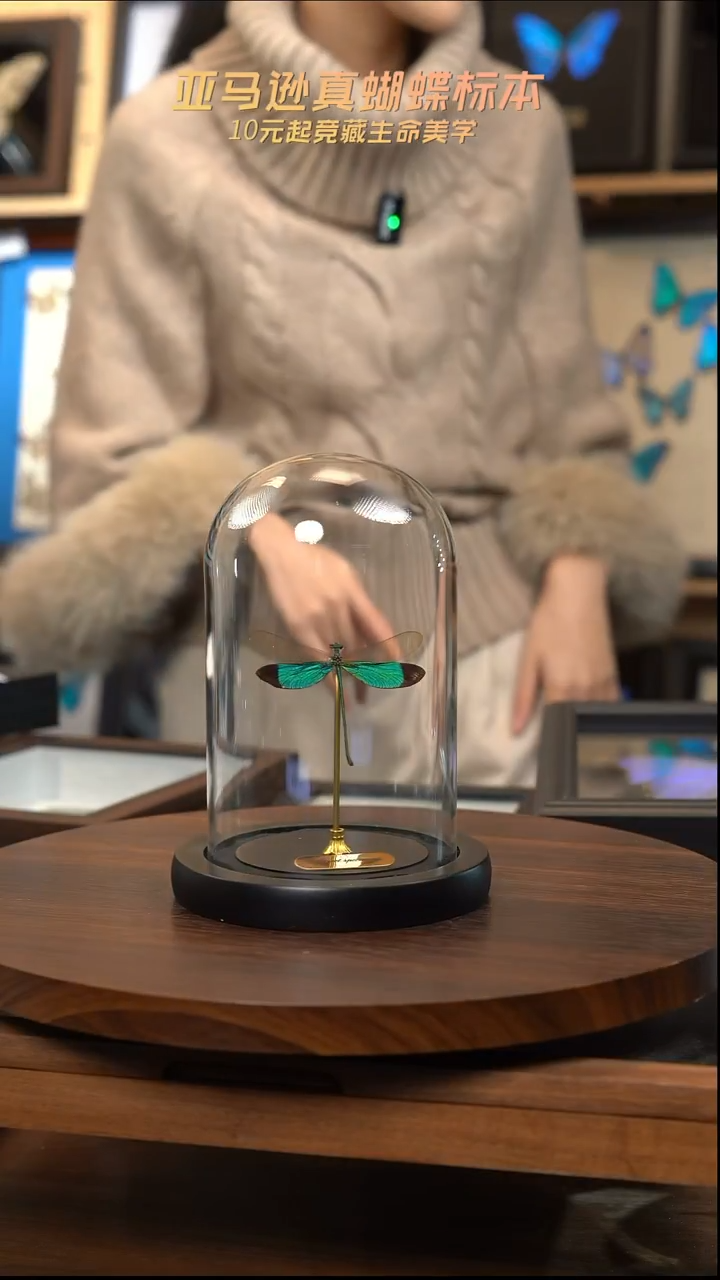 华艳色蟌小号玻璃罩