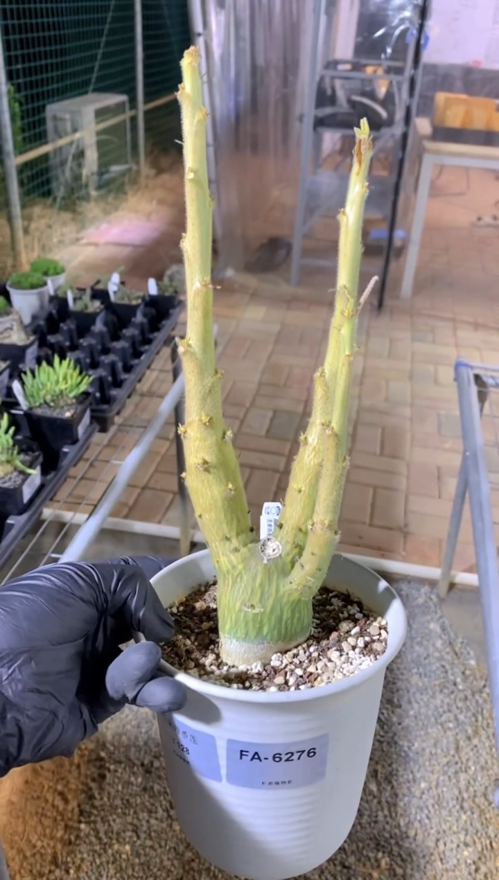 【闪购商品】红陶圣果西番莲FA-6276