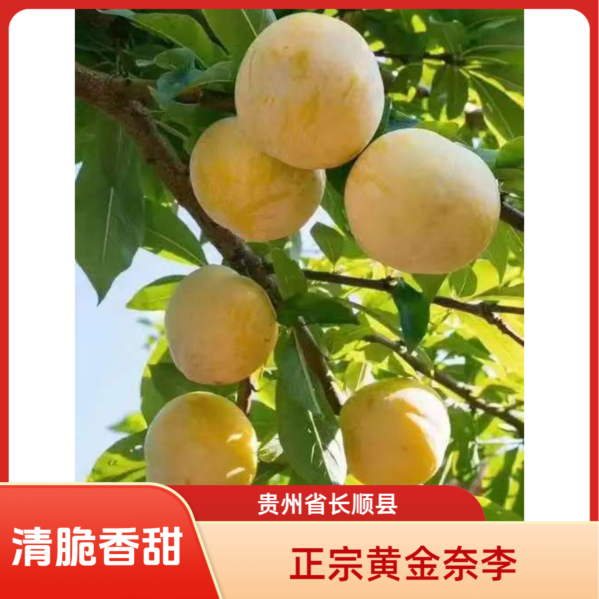 贵州长顺正宗黄金奈李