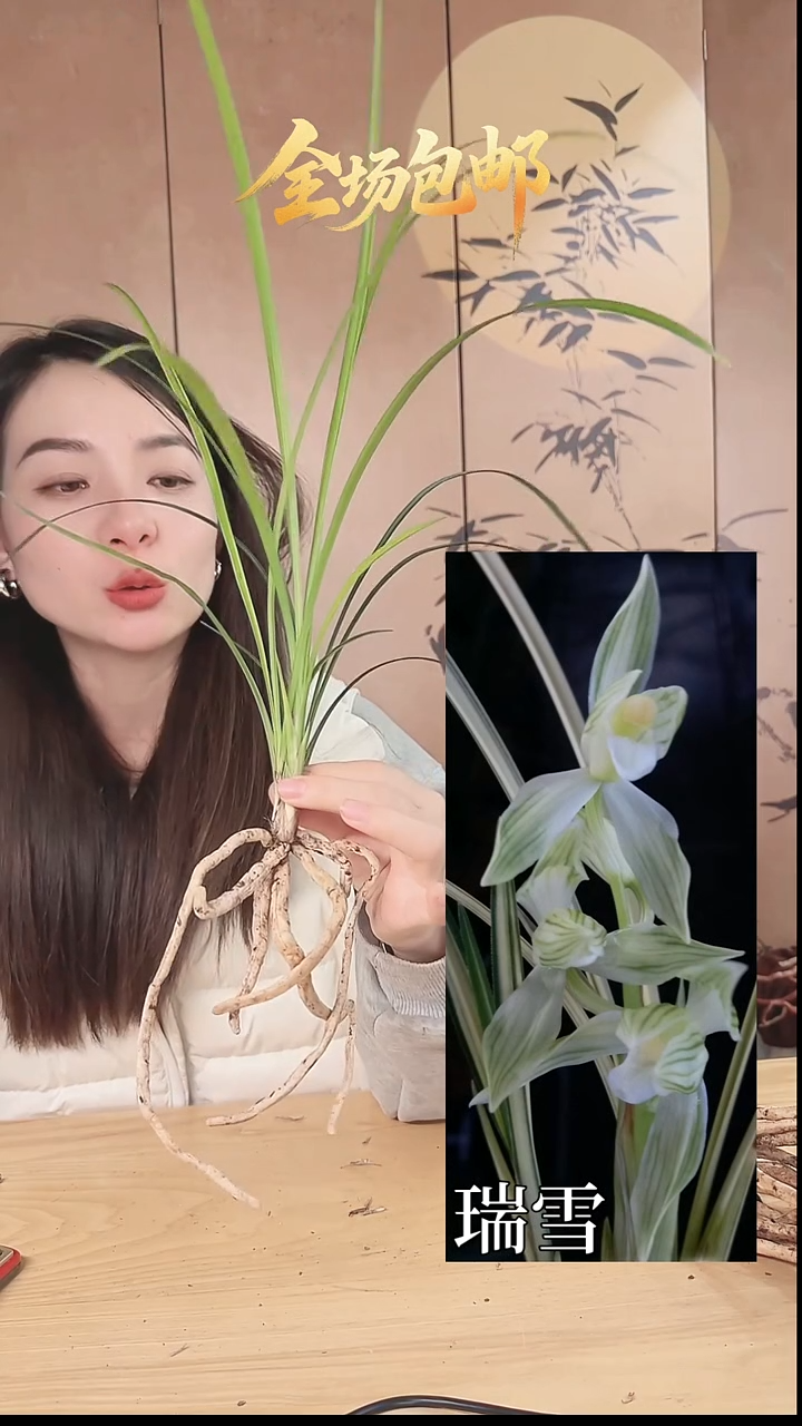 当前无花栽培后可以开花：瑞雪