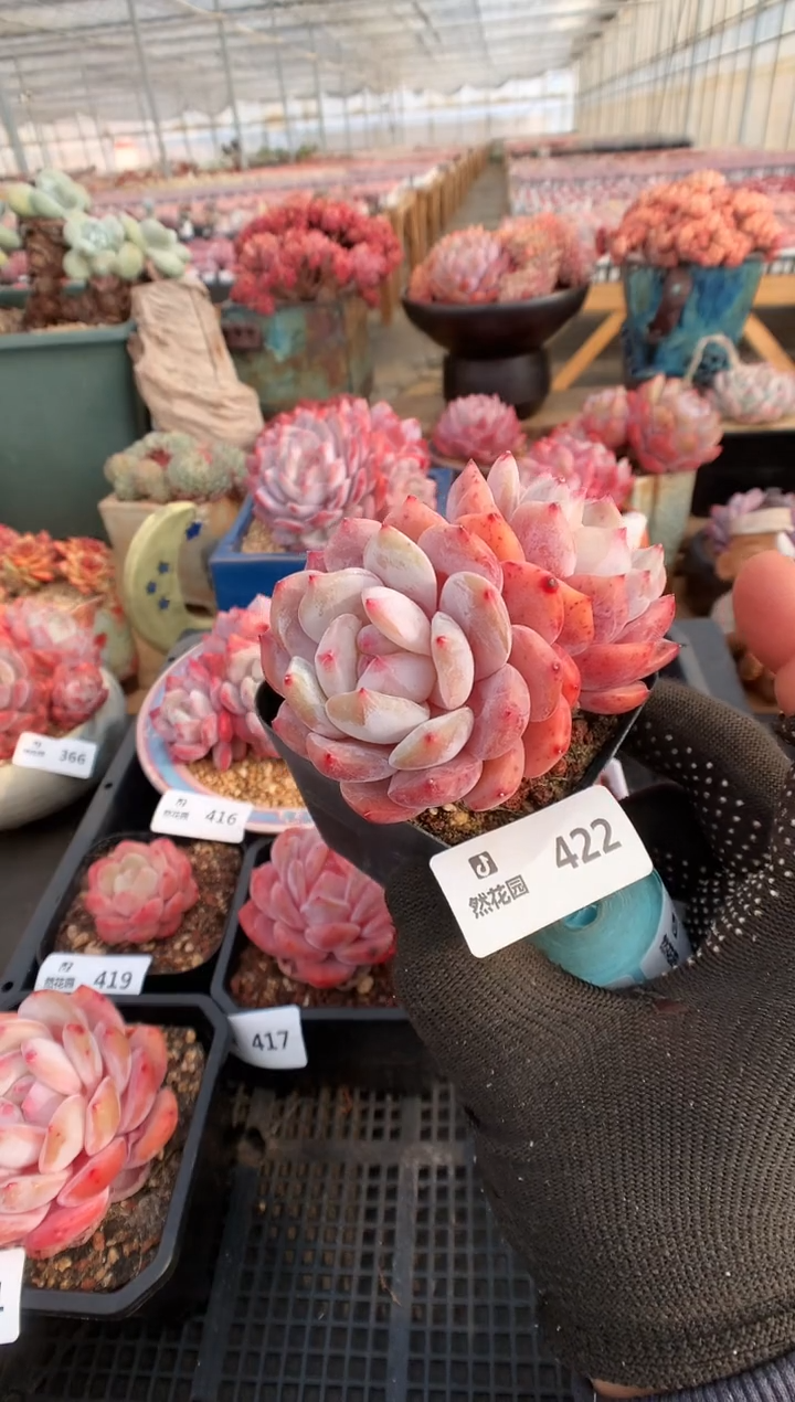 【闪购商品】422雪天使一物一拍