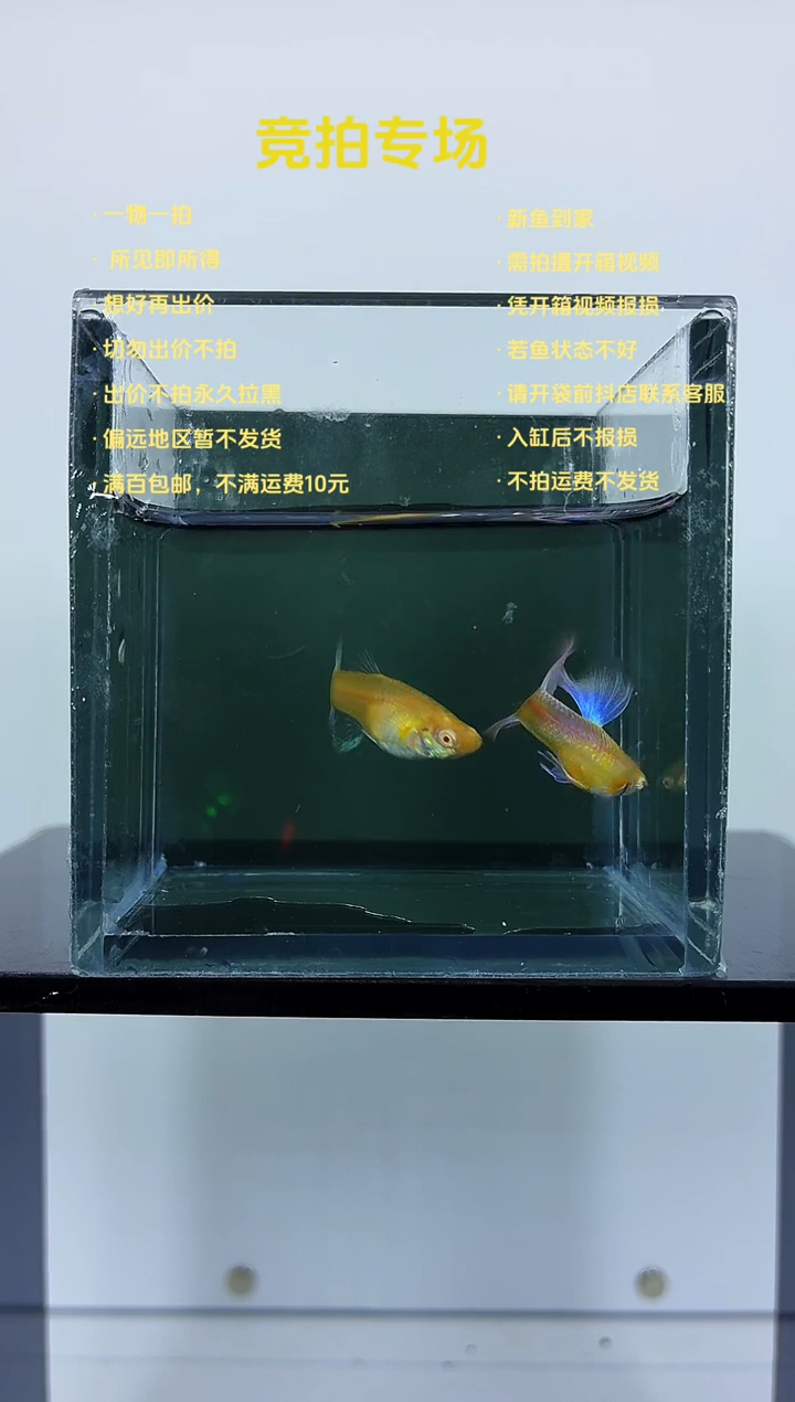 孔雀鱼紫白欧翼一对-47