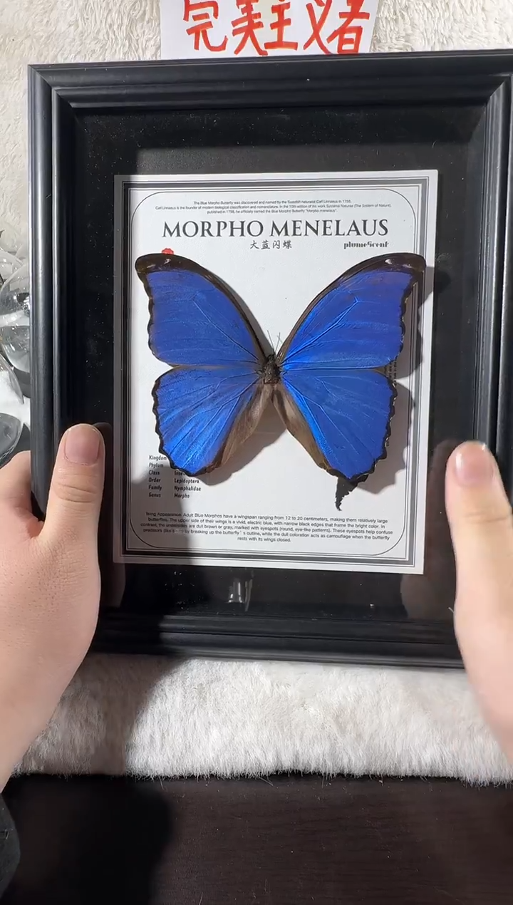木油**进大蓝闪蝶展翅十六