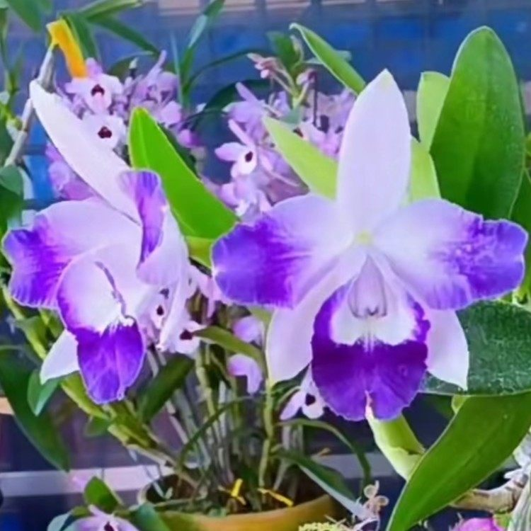 卡特兰 C. Cariad's Mini-Quinee 蓝鸟带花经典蓝插角中小型室内