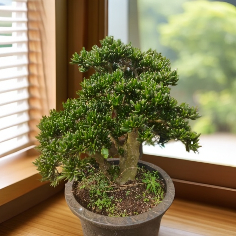 8年老桩吸财树   室内外好种好养  招财纳福   耐旱耐寒 多肉植物