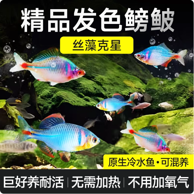 七彩七彩旁皮除藻冷水鱼活体小型观赏鱼鳑鲏观赏鱼鳑鲏鱼