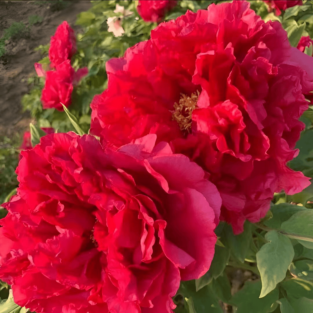 【红凤朝阳】正宗洛阳重瓣牡丹花苗北方耐寒盆栽地栽庭院花卉牡丹苗