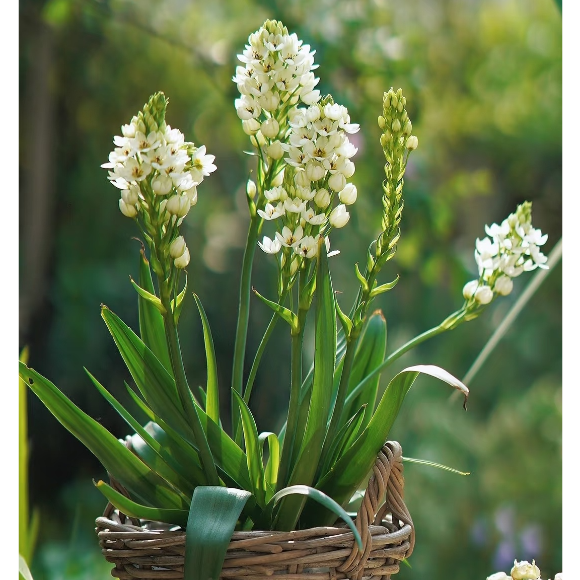 圣心百合多年生盆栽种球花卉虎眼万年青阳台花园室外好养花期长