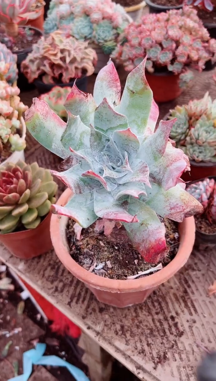 云*多肉植物一物一拍28127