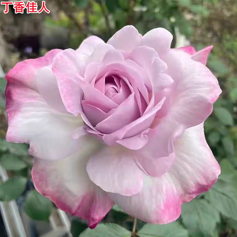 新品丁香佳人月季灌木大花强香庭院阳台盆栽四季开花玫瑰花苗