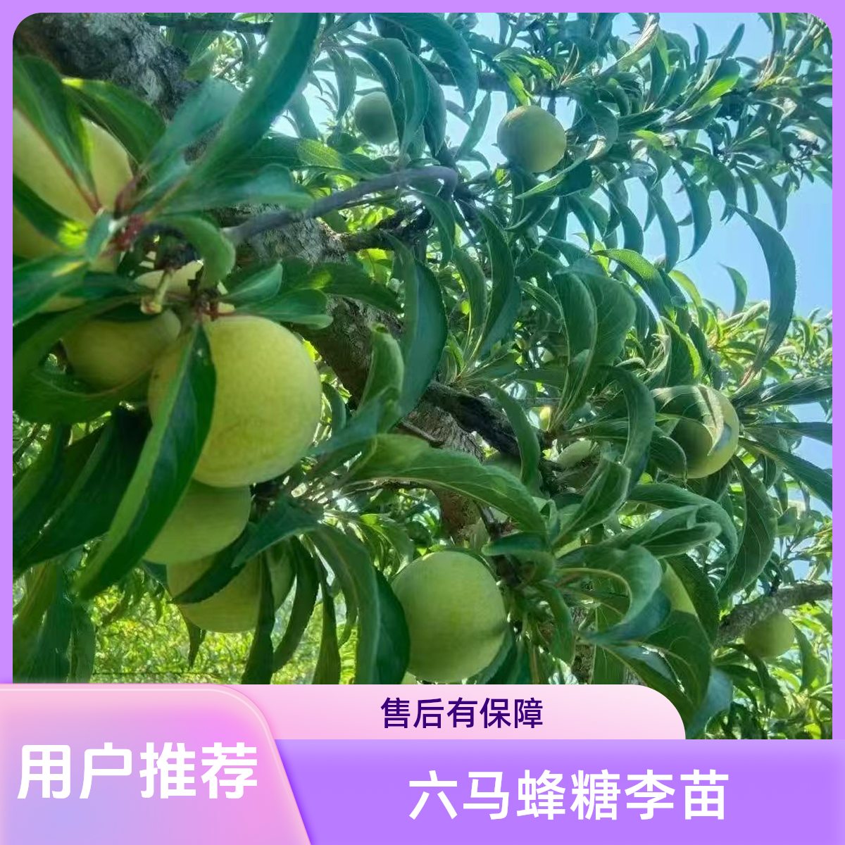 贵州六马正宗蜂糖李果树苗无土裸根极光发货