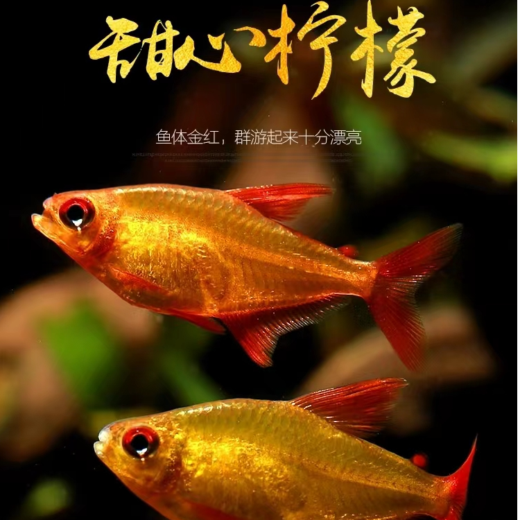 甜心柠檬灯鱼淡水小型热带观赏鱼观赏喷火灯灯科鱼群游活体鱼