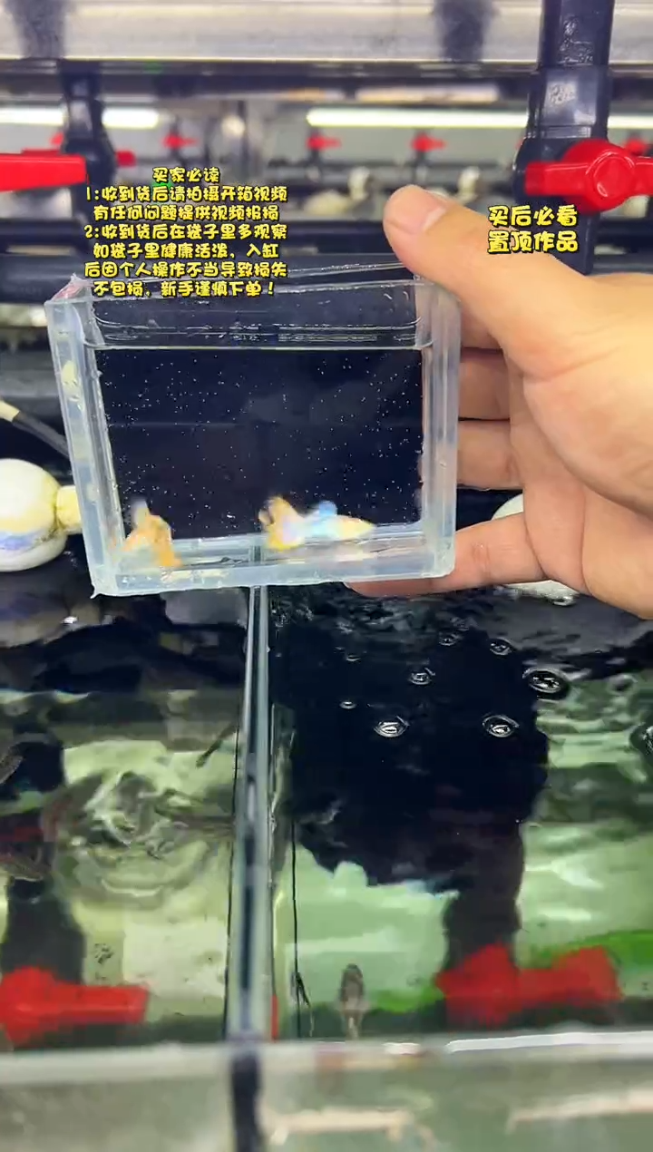 孔雀鱼无怨孔雀鱼