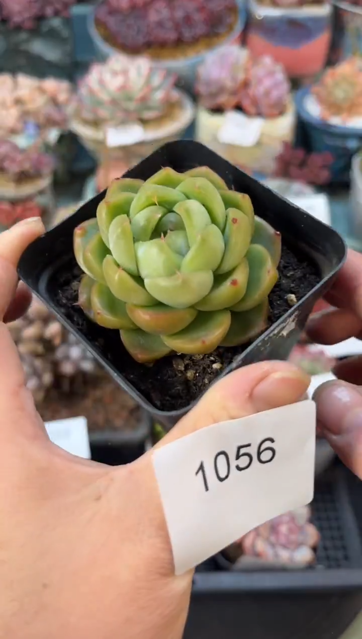 1056单头翡翠珍妮多肉