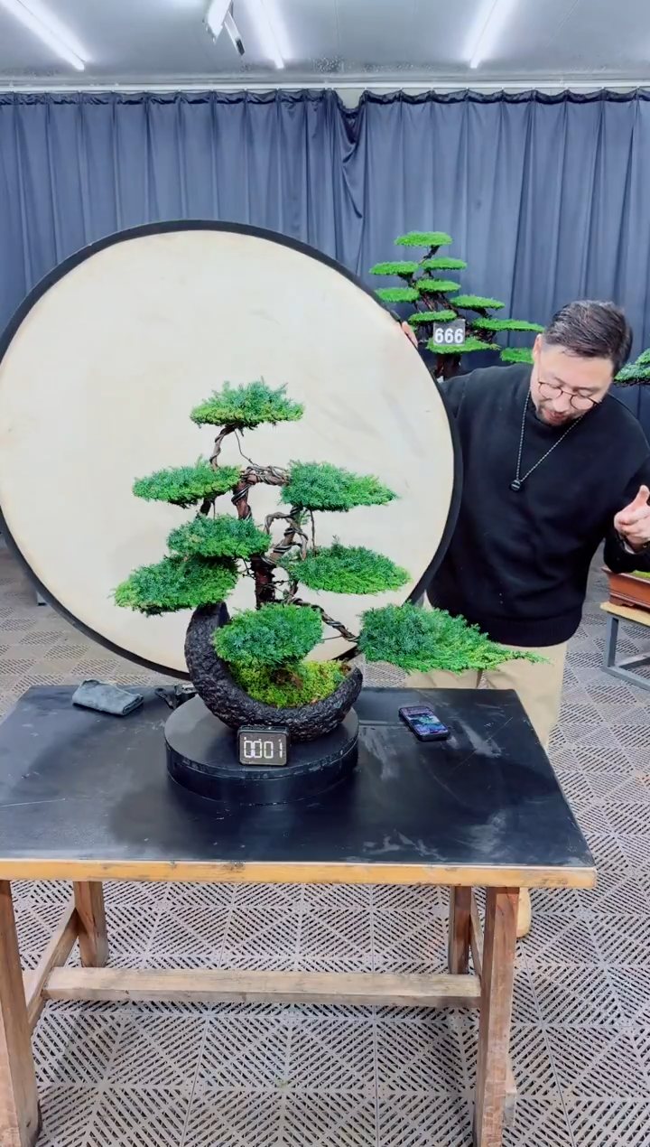 无花朵盆景.....