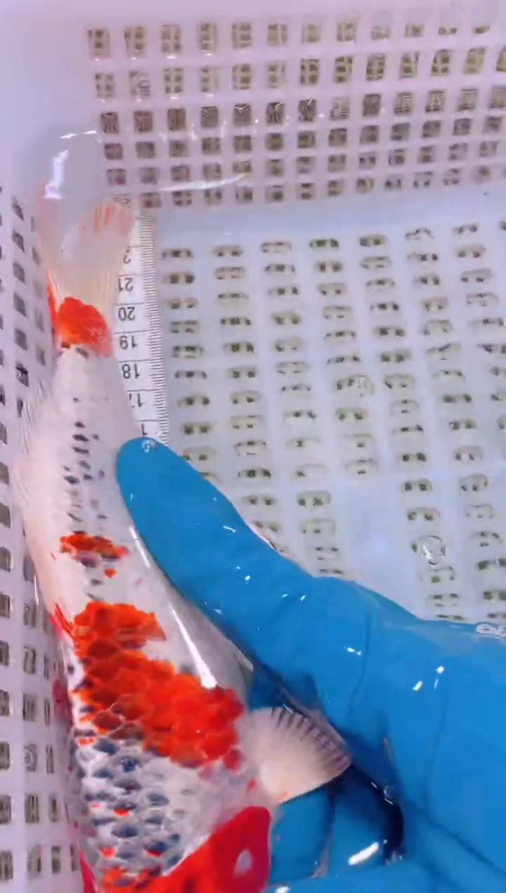 锦鲤冷水观赏鱼全场包邮118