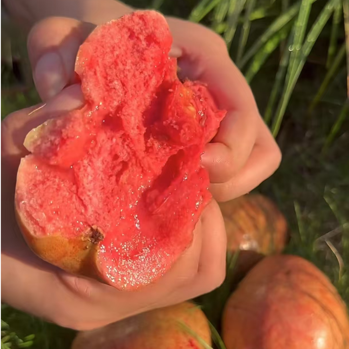 无籽红心芭乐5斤装/件