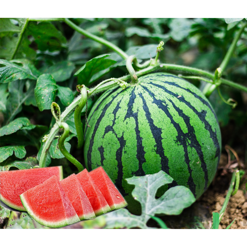 精品新鲜采摘麒麟美都无籽西瓜 头茬西瓜