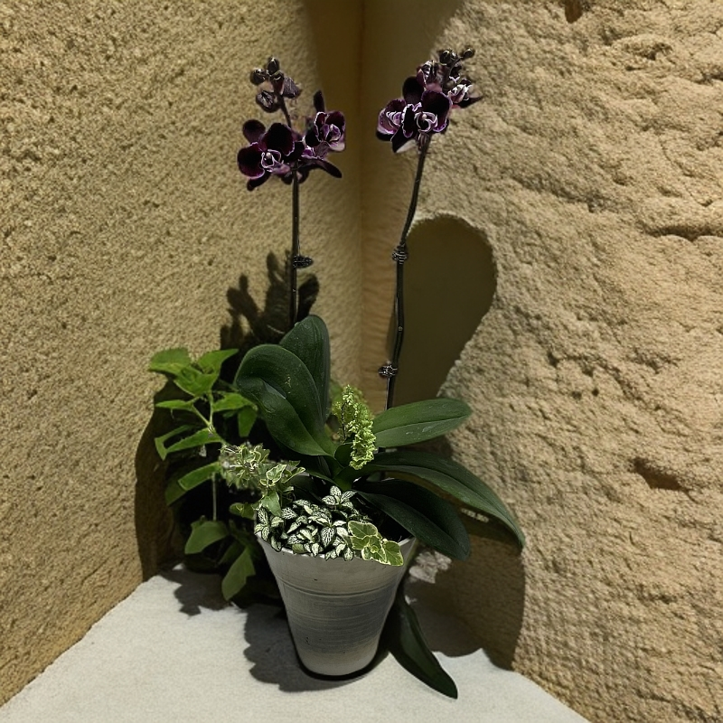 半刻魔法仙子蝴蝶兰年宵花新年好过年好