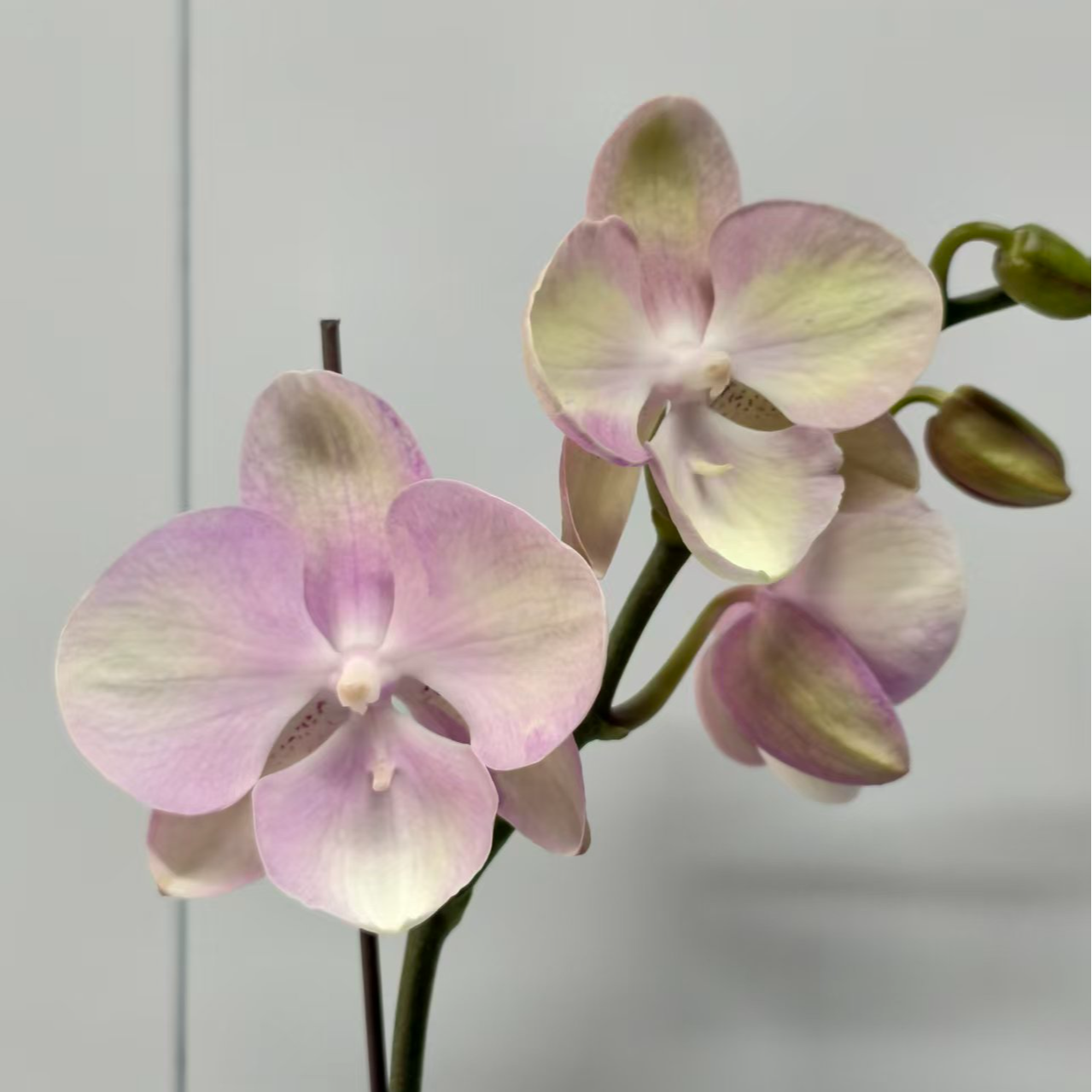 繁星里蝴蝶兰【威尼斯】（3.0寸）带花带花苞开花珠发货