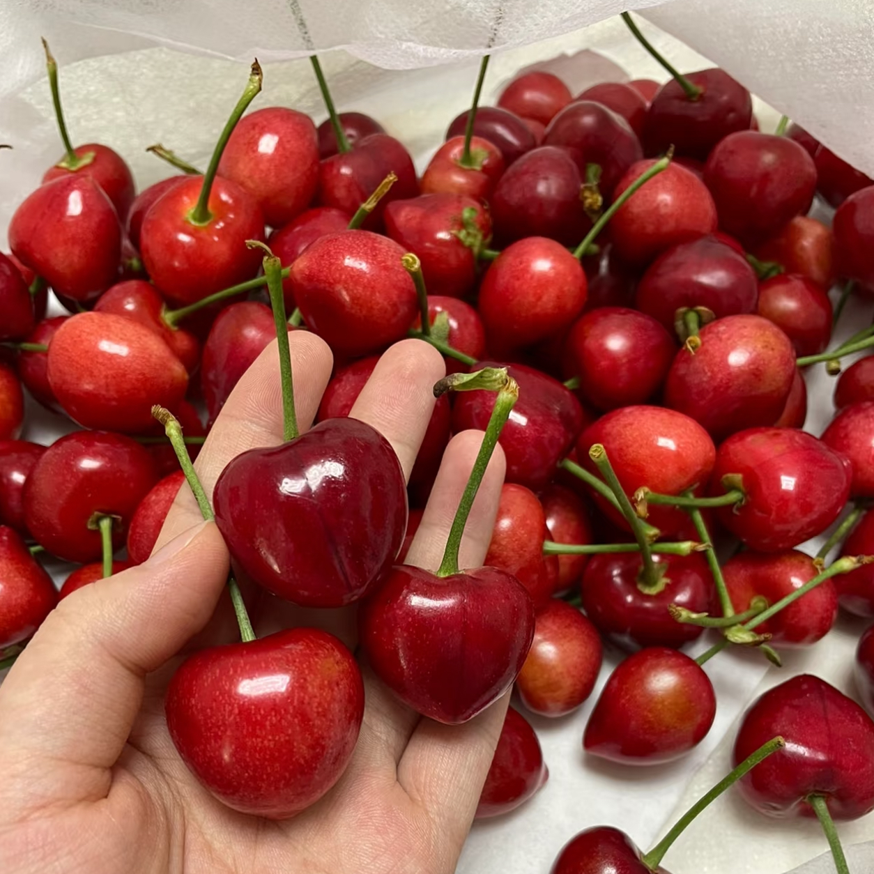 【特价！】顺丰空运大连大樱桃露天脆口樱桃酸甜可口头茬现摘砂蜜豆