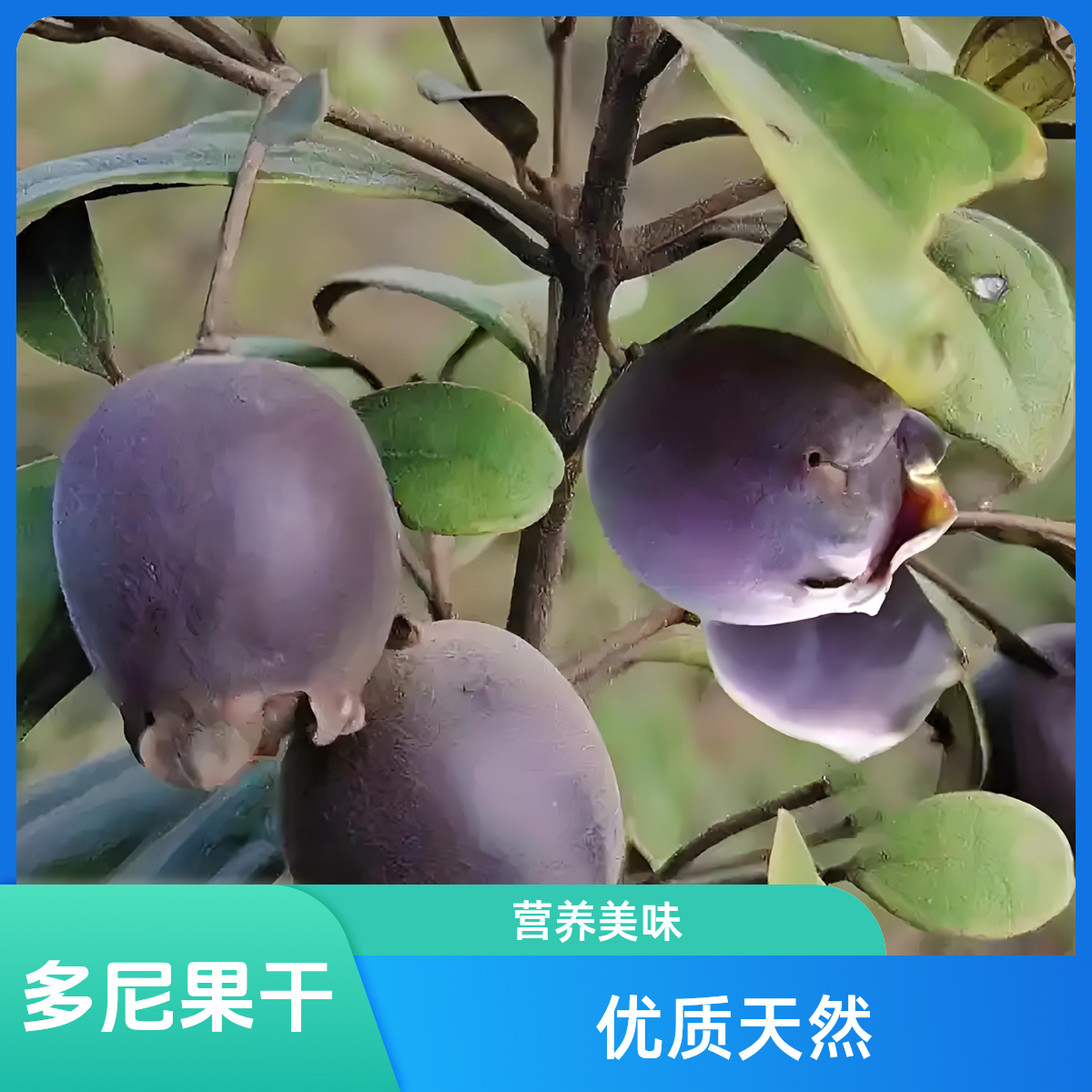 多尼果【正宗野生多尼果】干果 山捻子果干泡酒料【三蒸三晒】山稔果