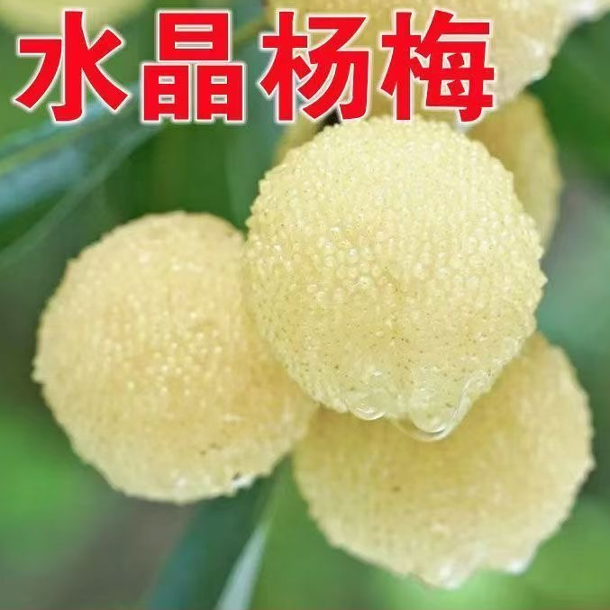 【杨梅树苗】正宗水晶杨梅果树苗阳台庭院盆栽地栽杨梅苗