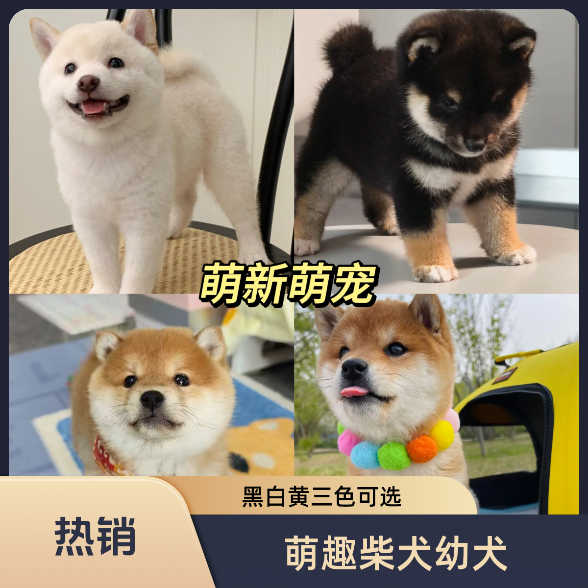 【一只柴柴】精品柴犬专用链接