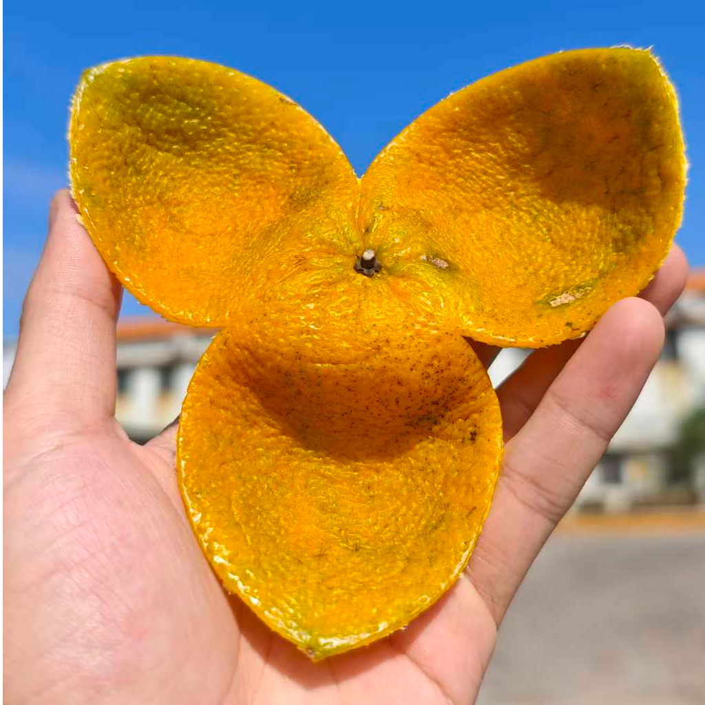 2025年天马自家果园【珊珊家陈皮精品推荐】