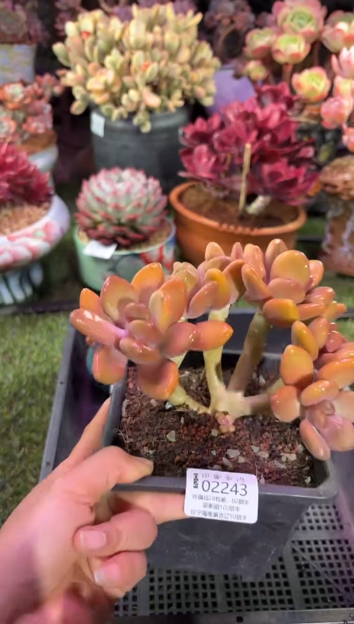 【闪购商品】02243