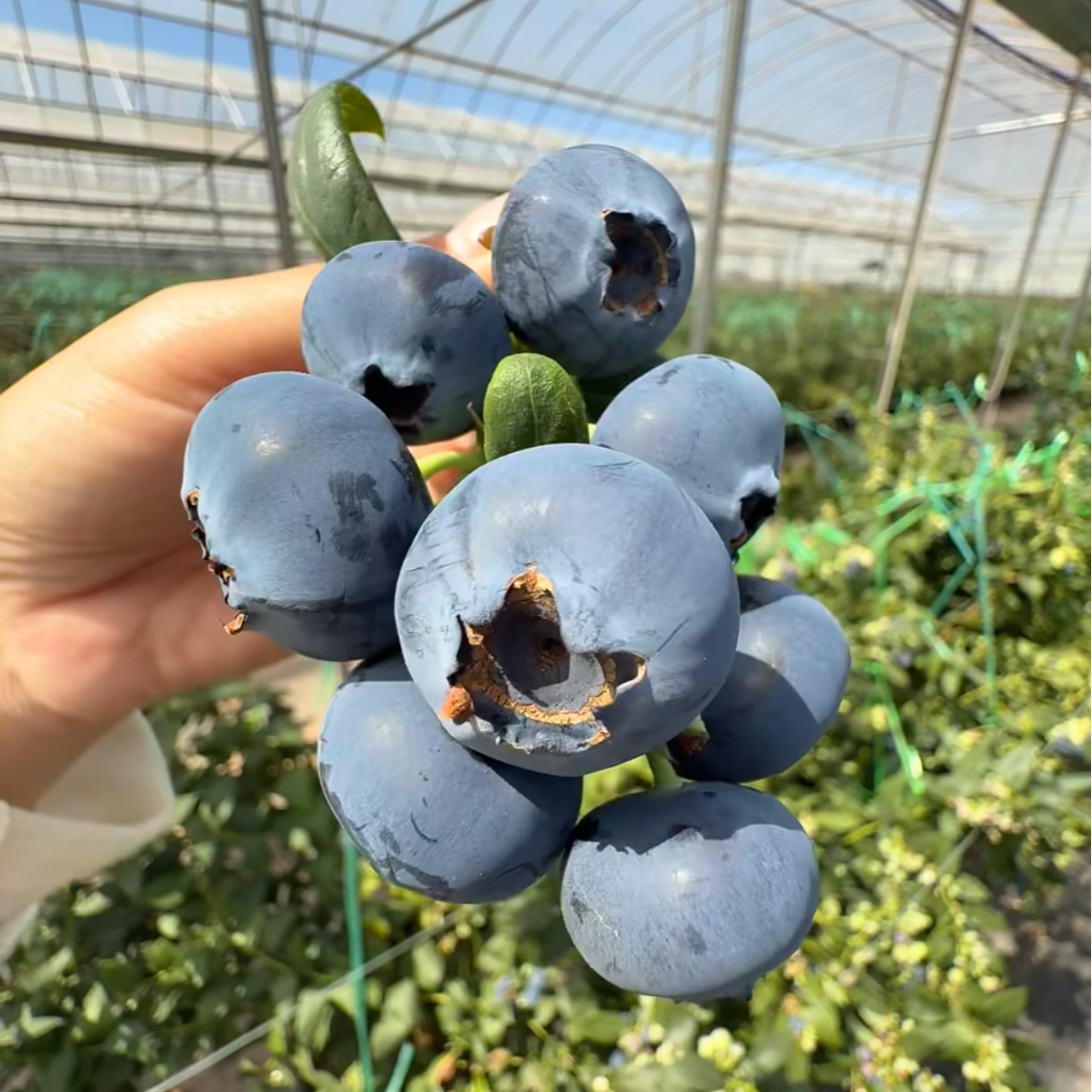 两年苗蓝莓苗原盆原土纯甜高产适合阳台庭院南北方种植