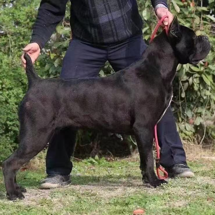 【云南赛虎卡斯罗犬】狗狗活体链接