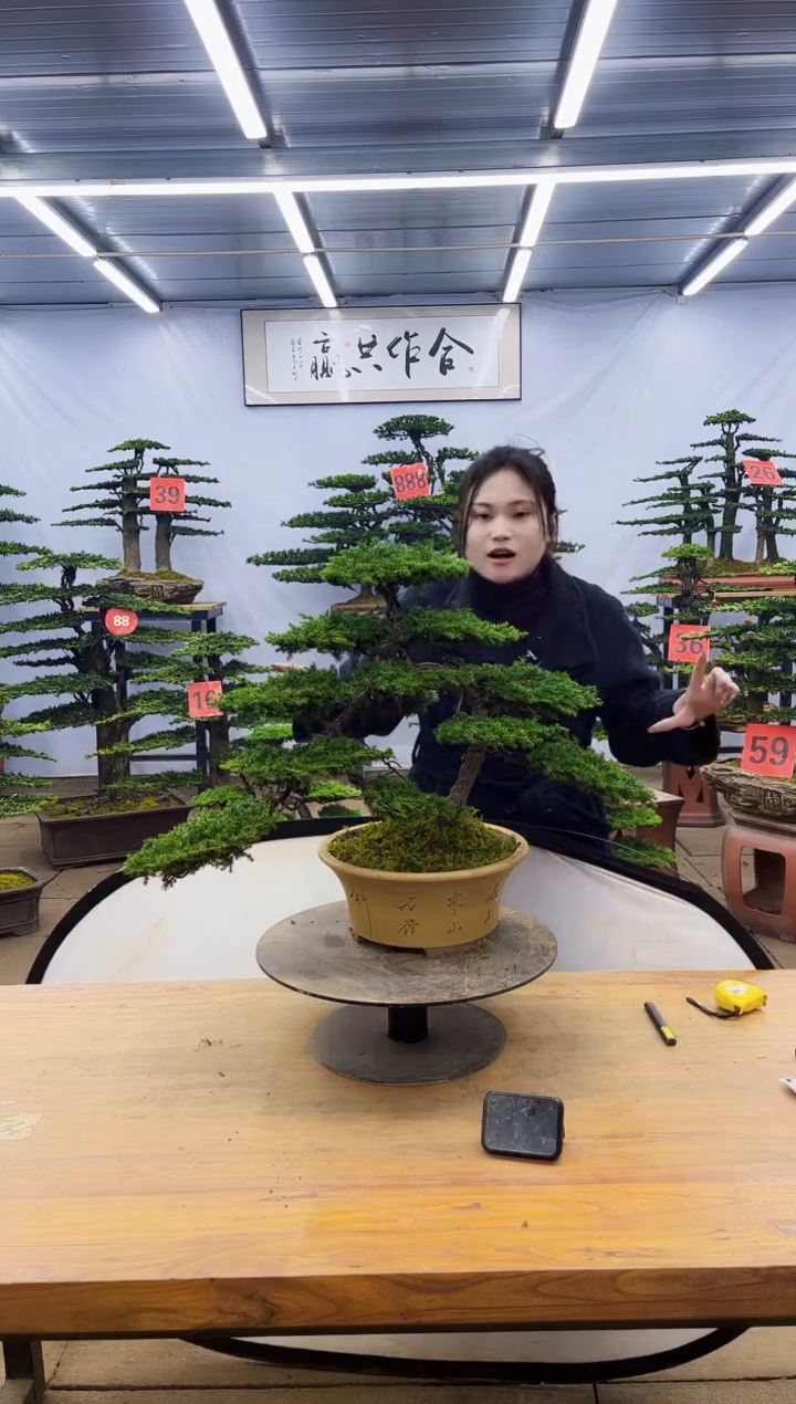 【闪购商品】高端盆景一物一拍，所见即所得