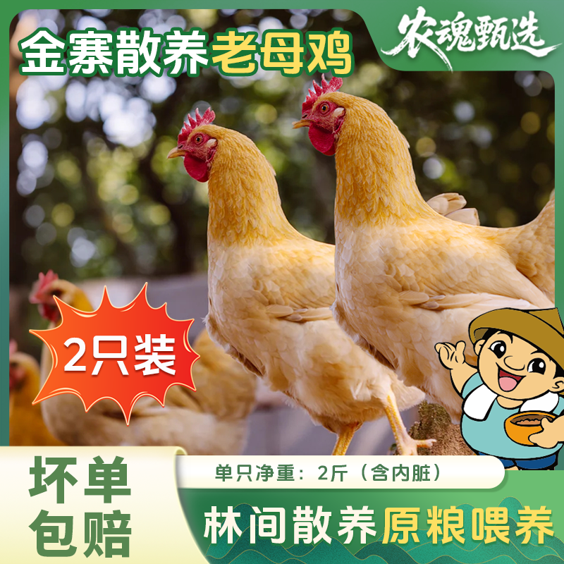 农魂甄选【金寨土鸡】大别山两只黄油老母鸡农家散养走地鸡营养炖汤