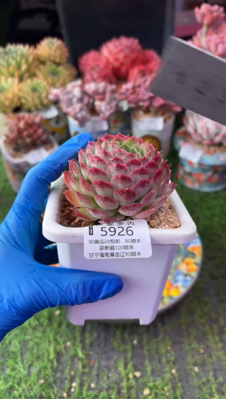 昆明印象多肉5926