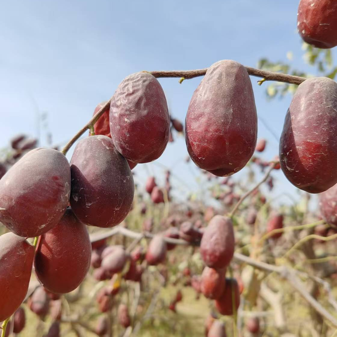 新疆昆玉大枣（特级一级）