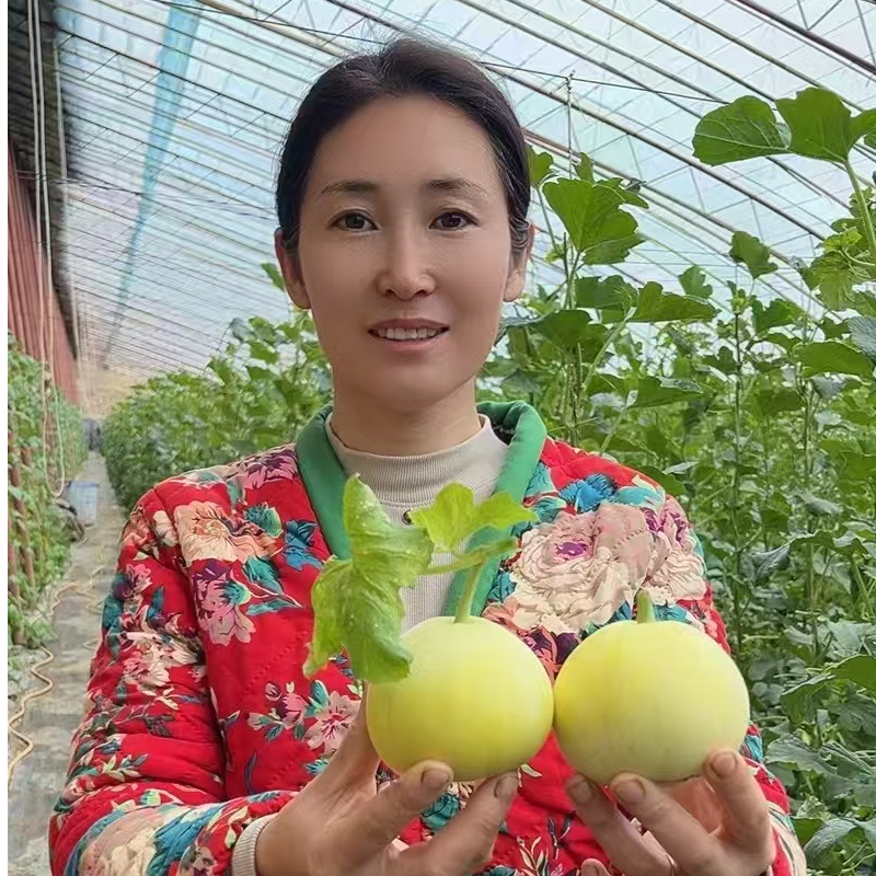 现摘现发安塞小甜瓜【陕北菲菲专属】自家水果种植农家新鲜采摘