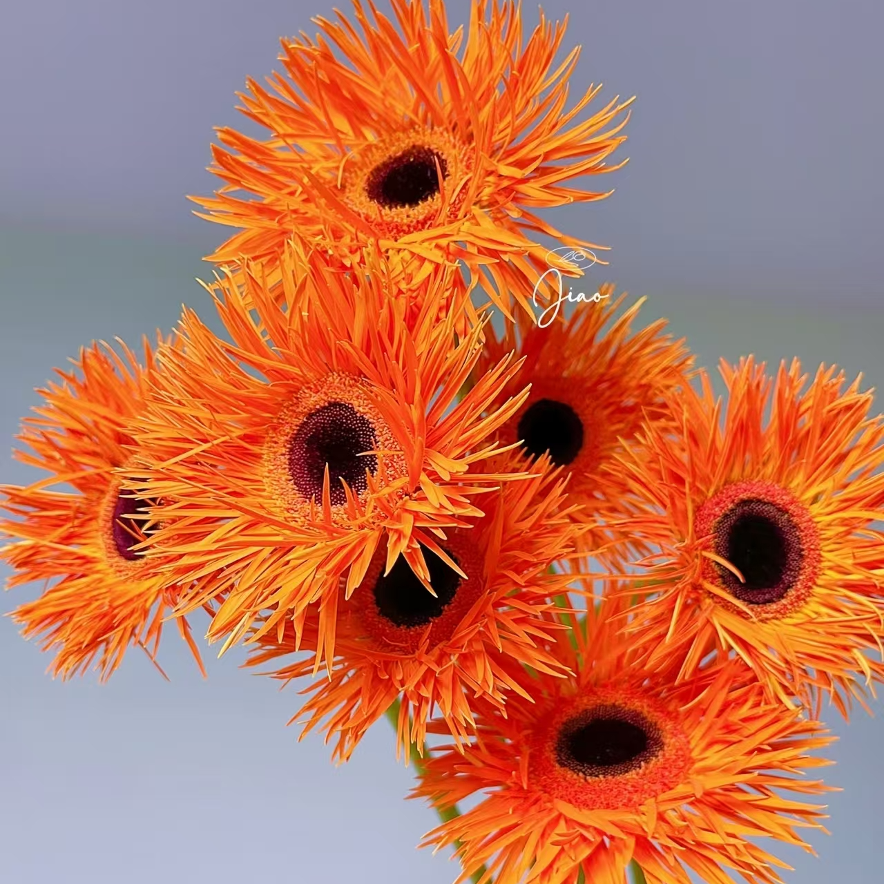 拉丝弗朗配色随机一扎 连云港鲜花配送 到店自取