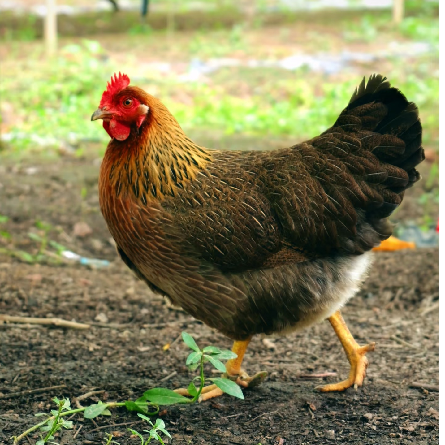 2只鸡项+1只水鱼组合 农家散养土鸡走地鸡