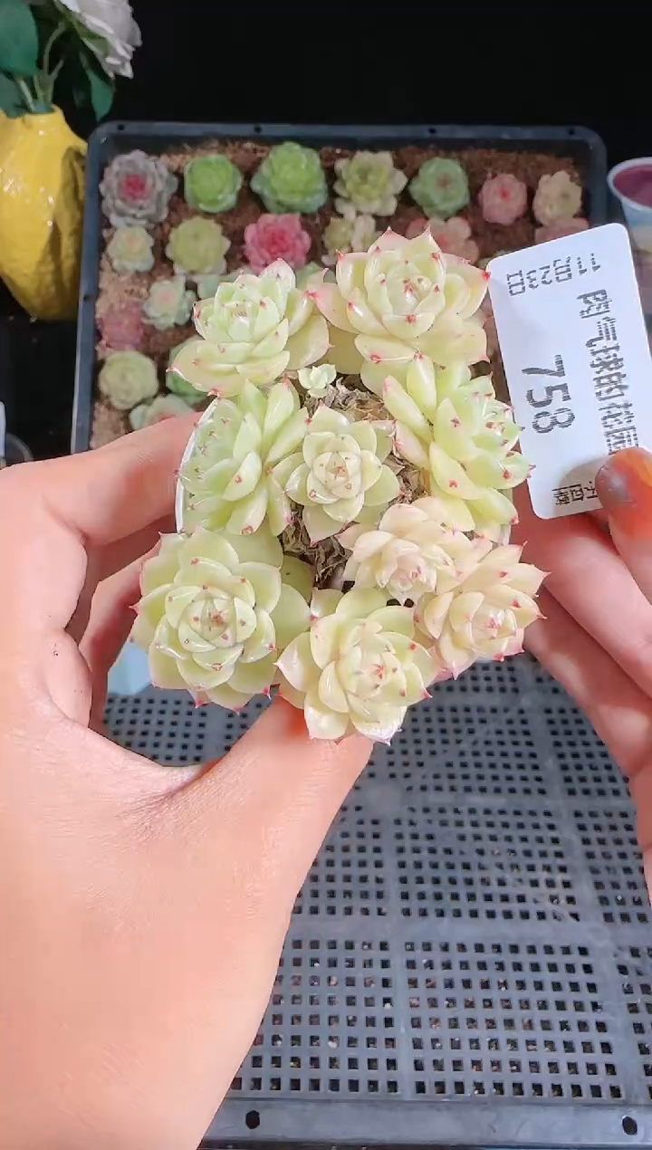 1123-758群生不包整