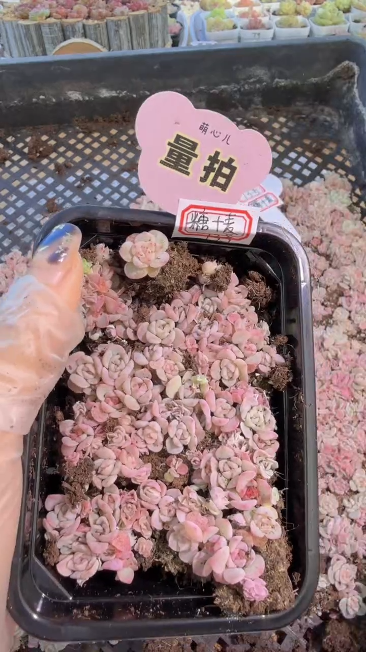 糖+麦 13号 切糕1盒 量拍多肉植物