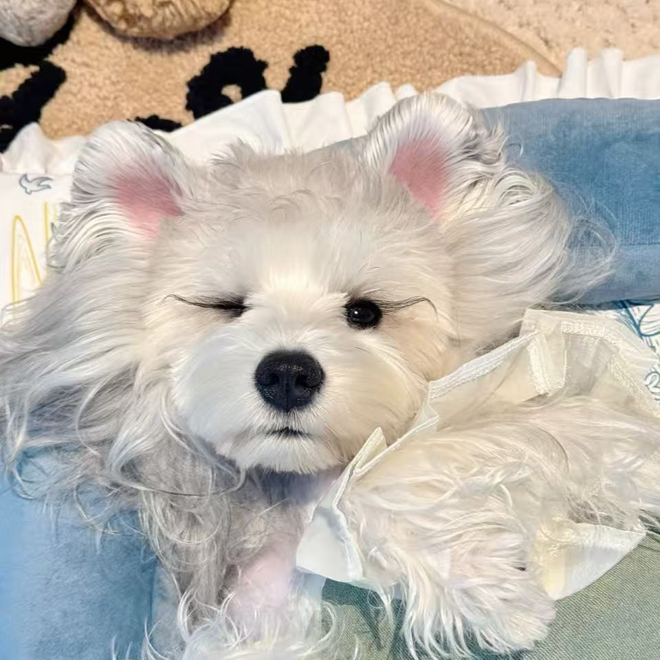 [小鱼儿]T狗狗活体