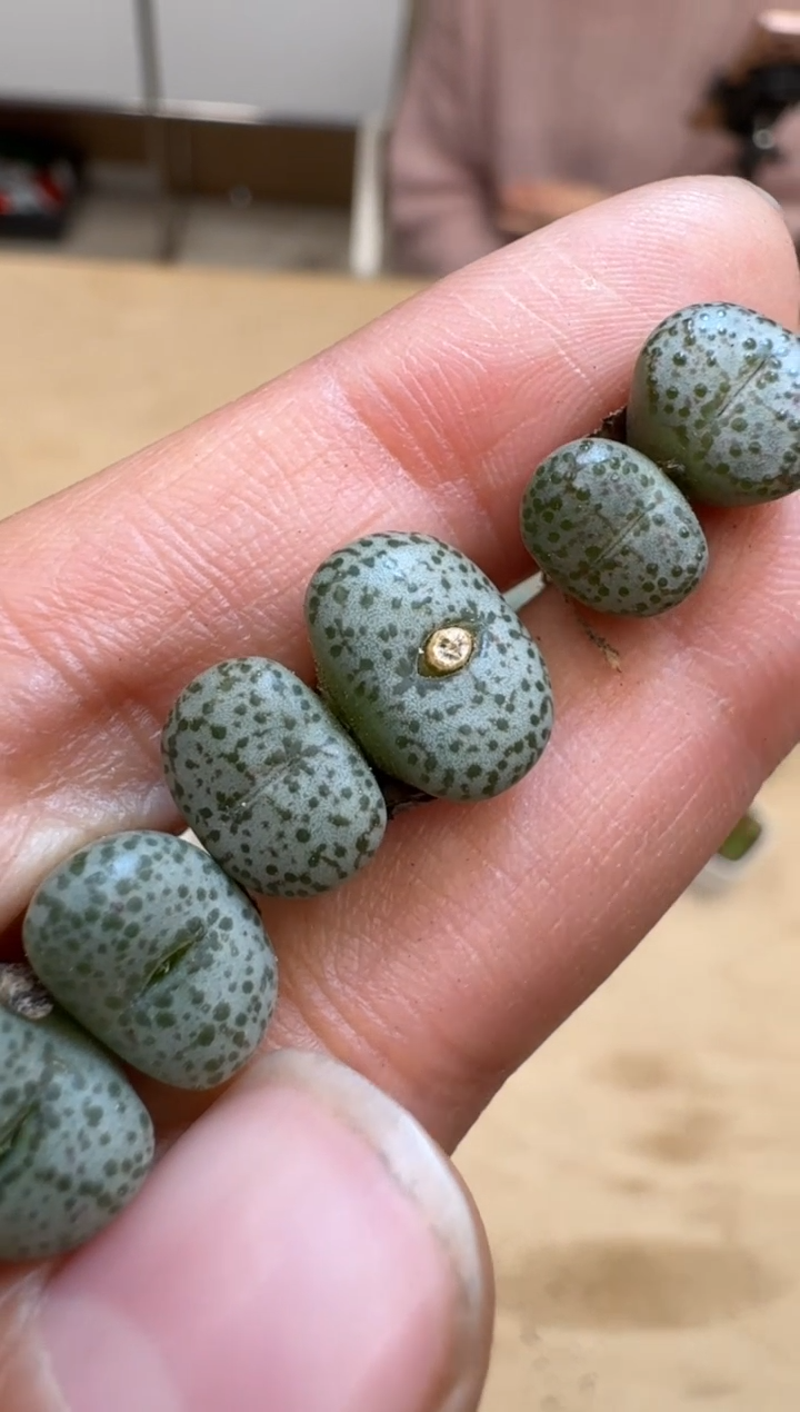 【闪购商品】1/24-101 火龙果安贞一颗