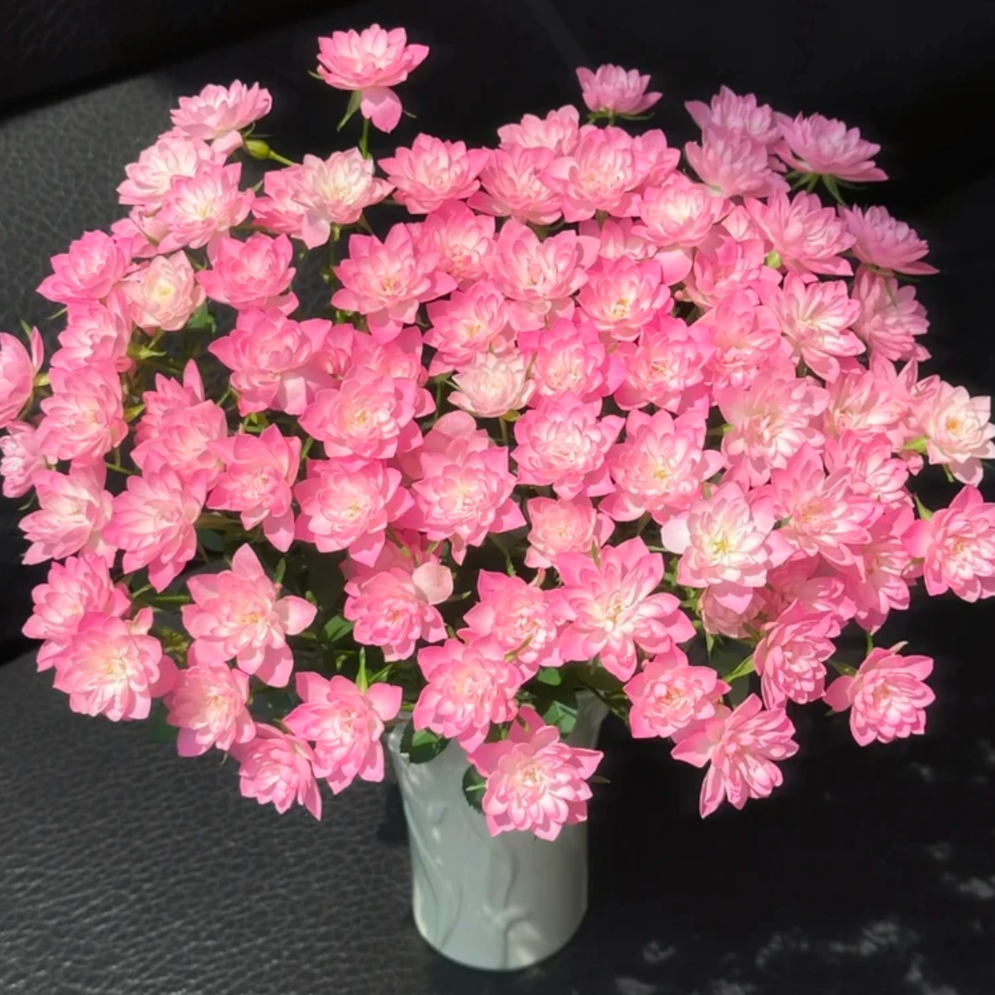 辰【天河繁星】1加仑盆栽四季开花阳台庭院绿植盆栽