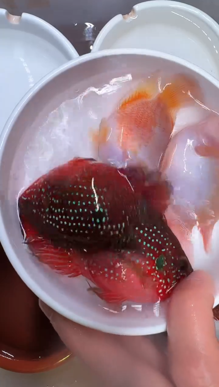 鹦鹉鱼红宝石一对胭脂粉一对